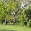 Looking from the meadows into Streatley recreation ground. The childrens adventure trail is just in view